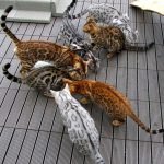 Silver Bengal Cat 1 1