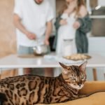 pexels vlada karpovich 8359680 scaled